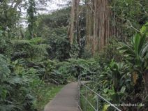 Weg zu den Akaka Falls auf Big Island