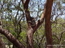 Baby-Koala auf Magnetic Island