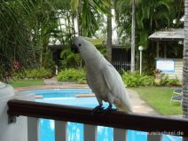 Kakadu in Airlie Beach