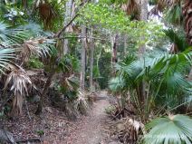 Wanderweg im Eungella Nationalpark