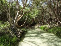 Eli Creek auf Fraser Island