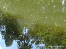 Schnabeltier im Eungella Nationalpark