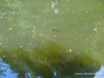 Schnabeltier an der Wasseroberfläche