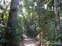 Wanderweg im Eungella Nationalpark