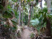 Palmenwald im Nationalpark