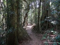 Rainforest Circuit im Lamington Nationalpark