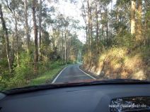 Schmale Straße im Springbrook Nationalpark