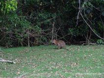 Wallaby am Straßenrand