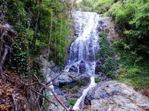 Tristania Falls im Dorrigo Nationalpark