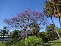 Im Botanischen Garten von Sydney