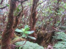 Pflanzen am Alakai Swamp Trail auf Kauai