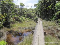 Stege auf dem Alakai Swamp Trail auf Kauai