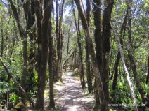 Alakai Swamp Trail auf Kauai