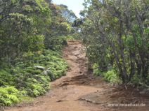 Alakai Swamp Trail auf Kauai