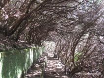 Lorbeerwald bei der Levada das 25 Fontes