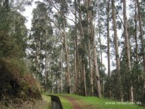 Im Eukalyptuswald entlang der Levada da Janela