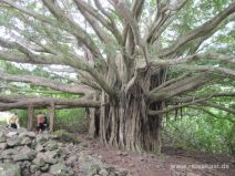 Banyan Baum am Pipiwai Trail auf Maui