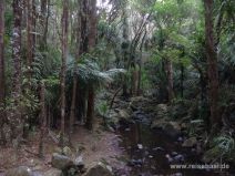 Dichter Wald - Memorial Kauri Park