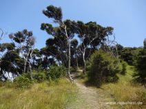 Wanderweg auf Urupukapuka Island