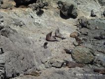 Cape Palliser Robbenkolonie