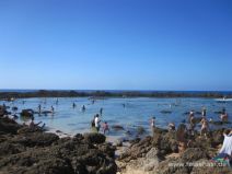 Shark's Cove