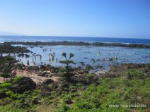 Shark's Cove