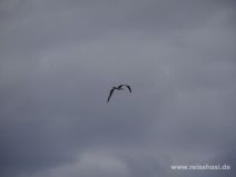 Albatros beim Fliegen