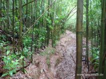 Glitschiger Weg im Bambuswald