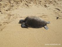 Green Sea Turtle am Hale'iwa Ali'i Beach auf O'ahu