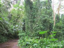 Wanderweg zu den Manoa Falls auf Oahu