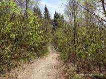 Waldweg