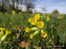 Schlüsselblumenwiese