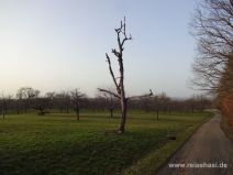 Toter Baum auf der Obstwiese