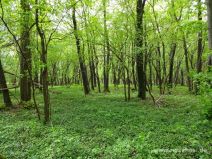Grüner Waldboden