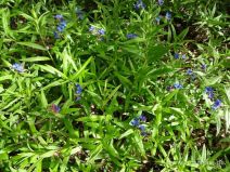 Blumen auf dem Waldboden